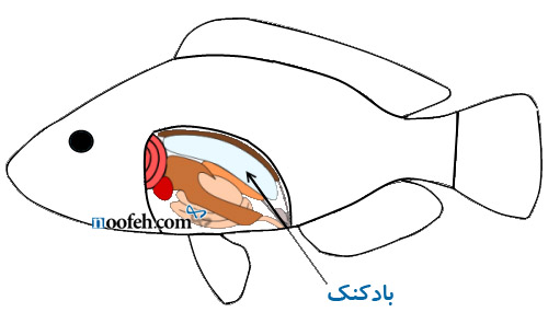 در ماهی یک عضو بادکنکی وجود دارد.